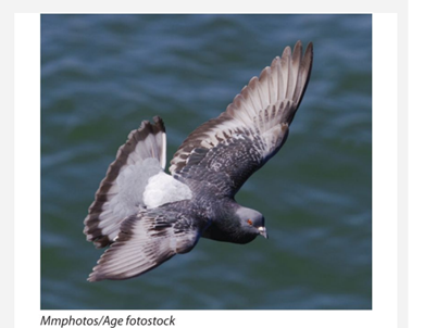 The common pigeon found in most American cities is derived from a domesticated European species...