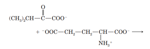 Name the products of the following transamination reaction: