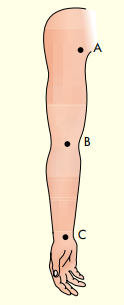 Shown below is an image of a human arm, from shoulder to hand. It has three control points labeled...