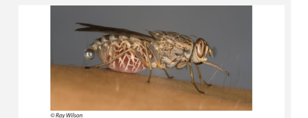 Tsetse flies are the vectors of human sleeping sickness and animal trypanosomiasis in Africa. The...-2