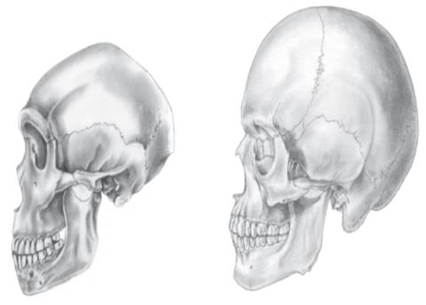 Examine the following illustrations of the Neanderthal and modern human crania. Describe three...