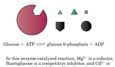 The following reaction may be represented by the cartoon figures: a noncompetitive inhibitor....