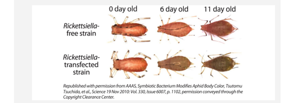 Pea aphids, Acyrthosiphon pisum, can be red or green. Weirdly, red aphids make carotenoids (red...