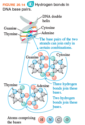 The relative proportions of cytosine-guanine and adeninethymine bonds in a DNA sample can be...