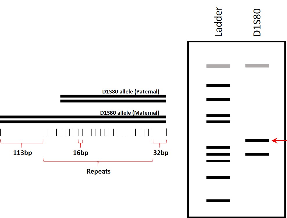 The D1S80 locus is located on human chromosome 1 and is characterized by a repeating 16 base pair...