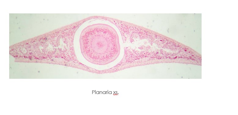 Label the parts of cross section of the Planaria. Study the cross section of the Planaria. Note the...