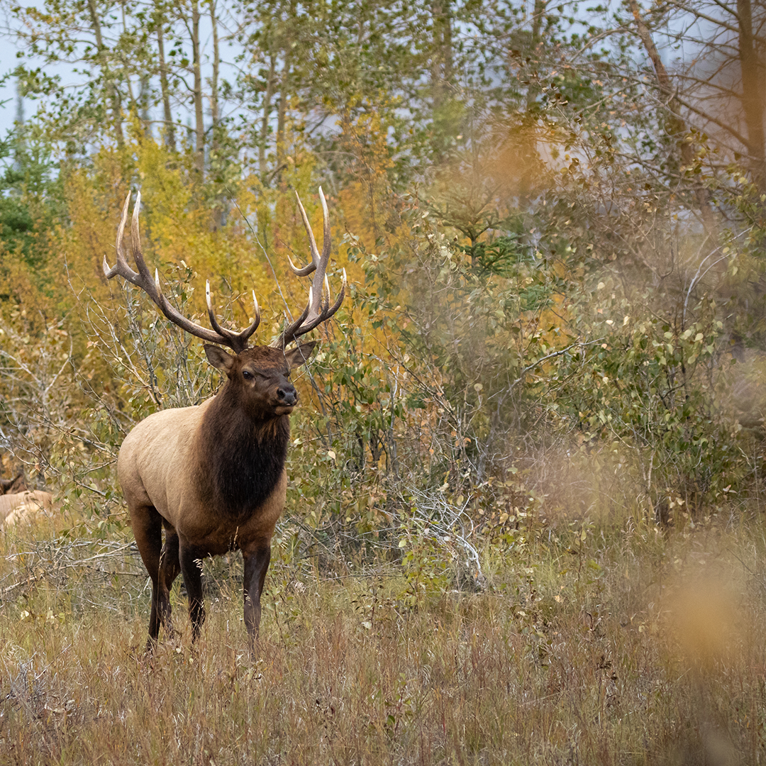 Top Prizes for 2025 - Montana Elk Hunt - 4
