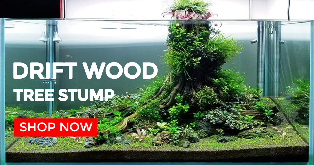 aquarium drift wood tree stump