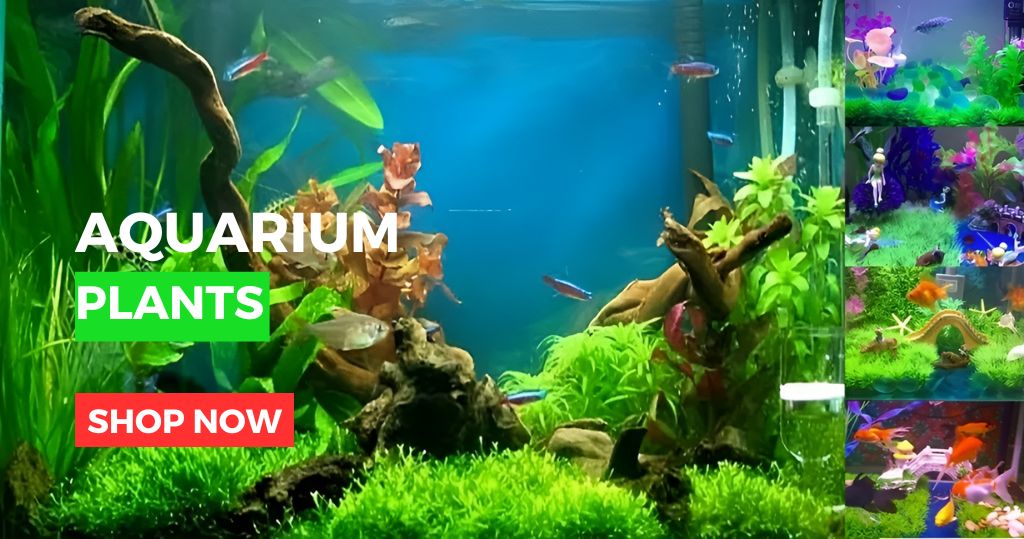 aquarium for plants