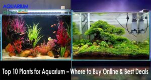 Top 10 Plants for Aquarium – Where to Buy Online & Best Deals
