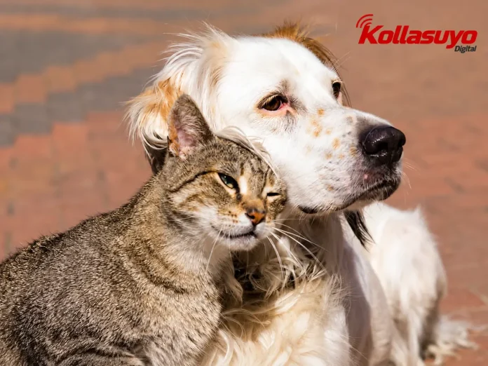 COCHABAMBA RECONOCE A LOS ANIMALES COMO SERES SINTIENTES