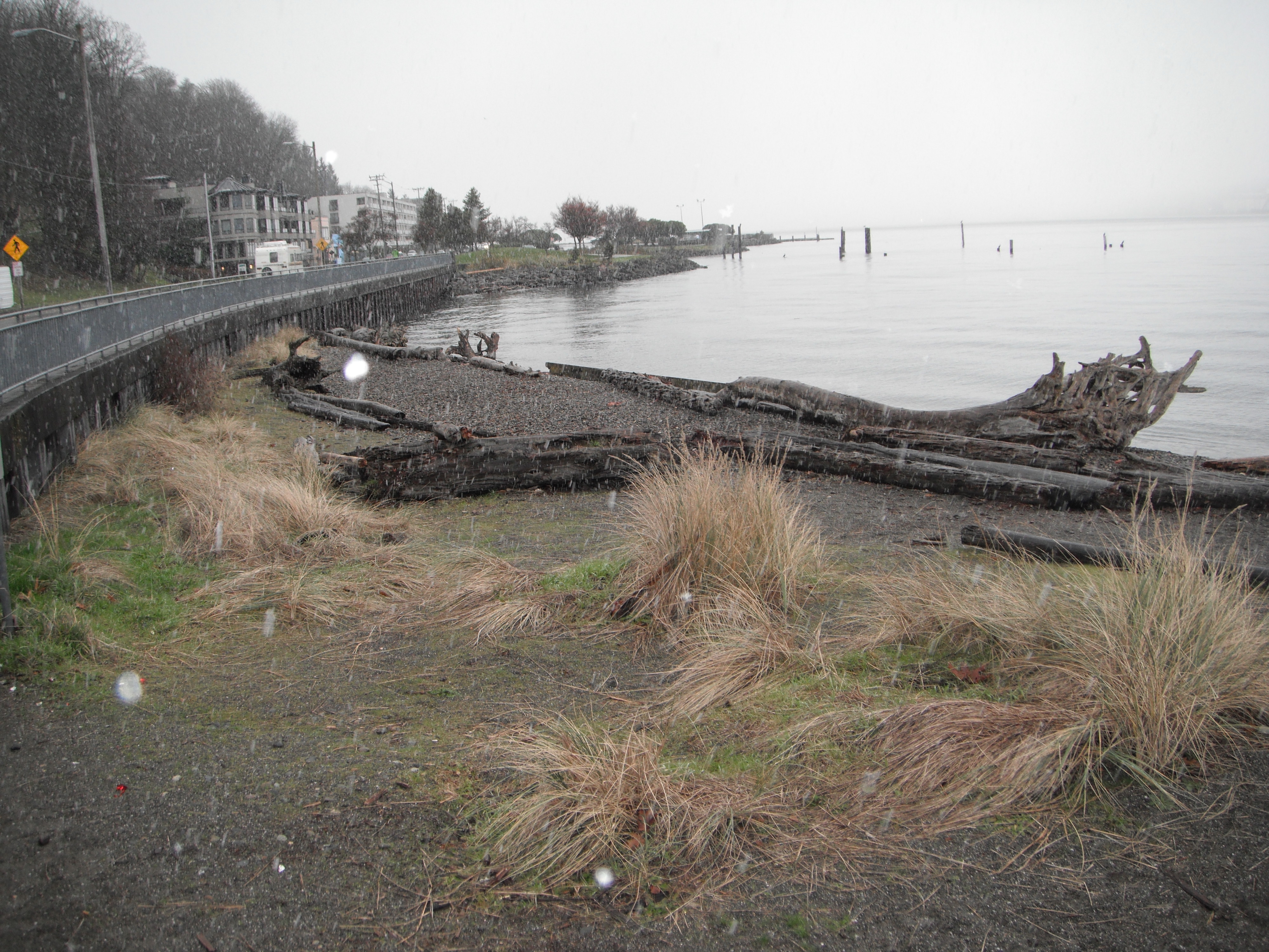 Tides Report Seattle, WA MyCoast