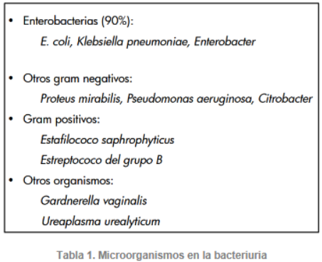 Imagen Responsiva