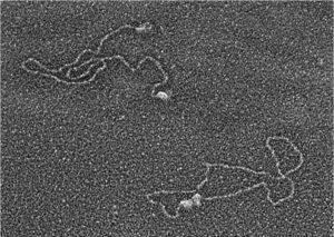 Early work in Rita Allen Foundation Scholar Gilbert Chu’s lab explored the biochemical mechanisms underlying DNA damage and repair. This electron microscope image shows two proteins that his lab implicated in the process, DNA-PK and Ku, binding to DNA ends (upper left) and bringing the ends together (lower right)—the first steps in a pathway that repairs DNA double-strand breaks. (Image: Courtesy of Gilbert Chu)