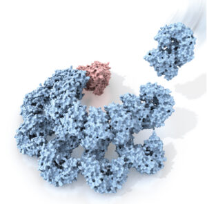 Rita Allen Foundation Scholar Hao Wu studies the assembly of inflammasomes—multiprotein immune signaling complexes. Here, the protein NAIP2 (red) recognizes a component of a bacterial pathogen, triggering changes in a complex of NLRC4 proteins (blue) that activate inflammatory responses. (Illustration: C. Bickel/Science. From Z. Liu, T.S. Xiao, Science 350, 376 (2015). Reprinted with permission from AAAS.)