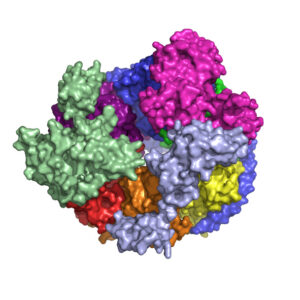 A model representing the architecture of the human RNA exosome core, which consists of nine distinct protein subunits, as elucidated by 2003 Rita Allen Foundation Scholar Christopher Lima and his team (Image: Christopher Lima)