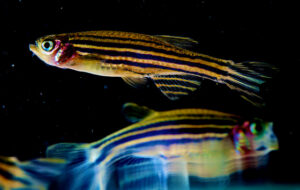 Prober uses zebrafish as a model for sleep, and, using a larval zebrafish-based screen, recently identified a novel neuropeptide regulator of the sleep/wake state. (Photo: Uri Manor, NICHD)