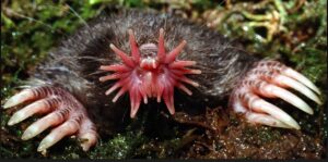 star-nosed mole