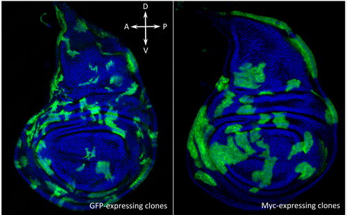 Drosophila wing discs containing non-competing neutral groups of cells (green, left) and competing groups of cells expressing extra Myc (green, right). (Image: Marcello Ziosi)