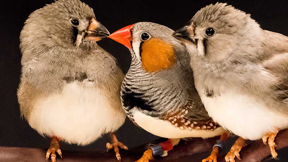 A zebra finch parent (with orange and striped feathers) teaches a young bird how to sing a courtship song. (Photo: NYU Langone Medical Center)