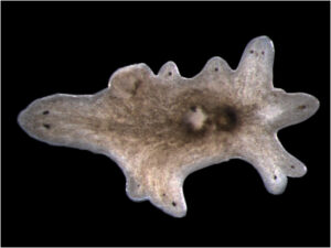 Multi-headed planarian