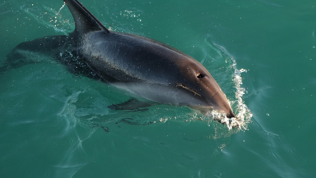 Salty Excursion Dolphin Tours Video