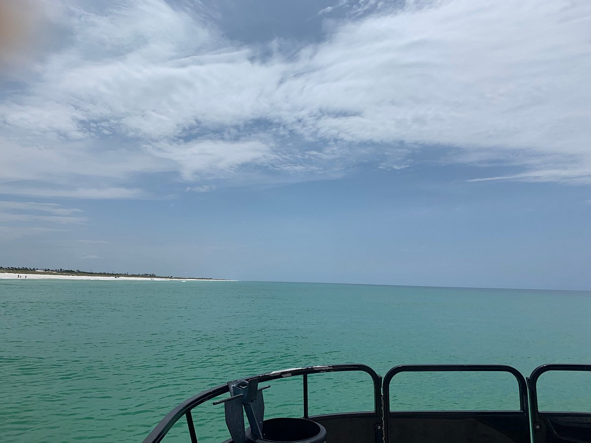 Shell Island Dolphin