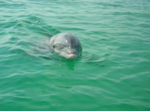 Dolphin Tours Shell Island
