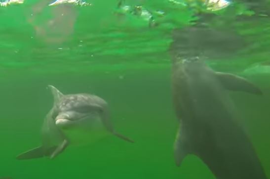 Can You Swim With Dolphins In Port Aransas