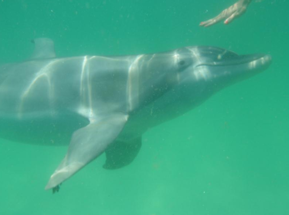 Shell Island Dolphin Tours Launch