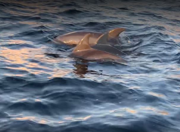 Shell Island Dolphin Tours Kiawah Island