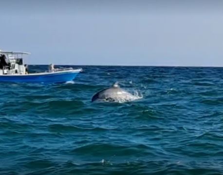 Shell Island Dolphin Tours Visit