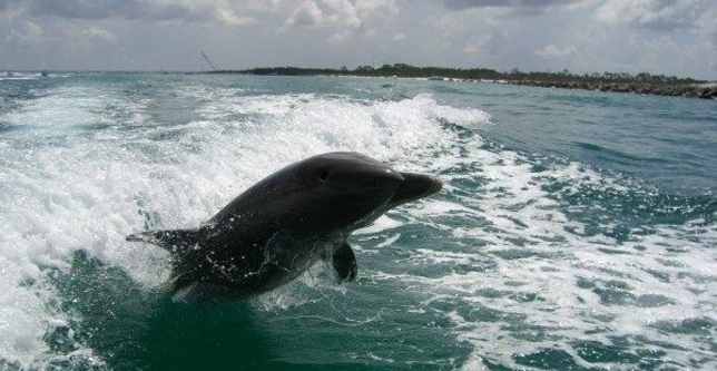 Shell Island Dolphin