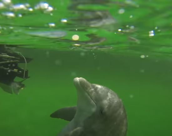 Shell Island Dolphin Tours Zoo