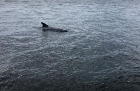 Best Beach To See Dolphins Oahu