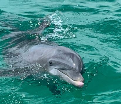 Shell Island Dolphin Tour On Waverunners