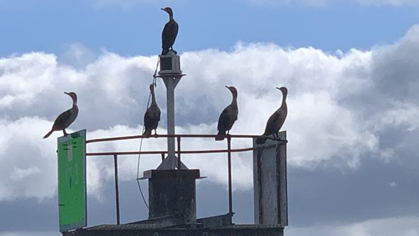 Birds gurading the entrance to Atlantic City