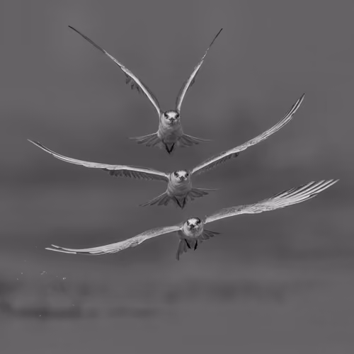 Leggiadro Flying