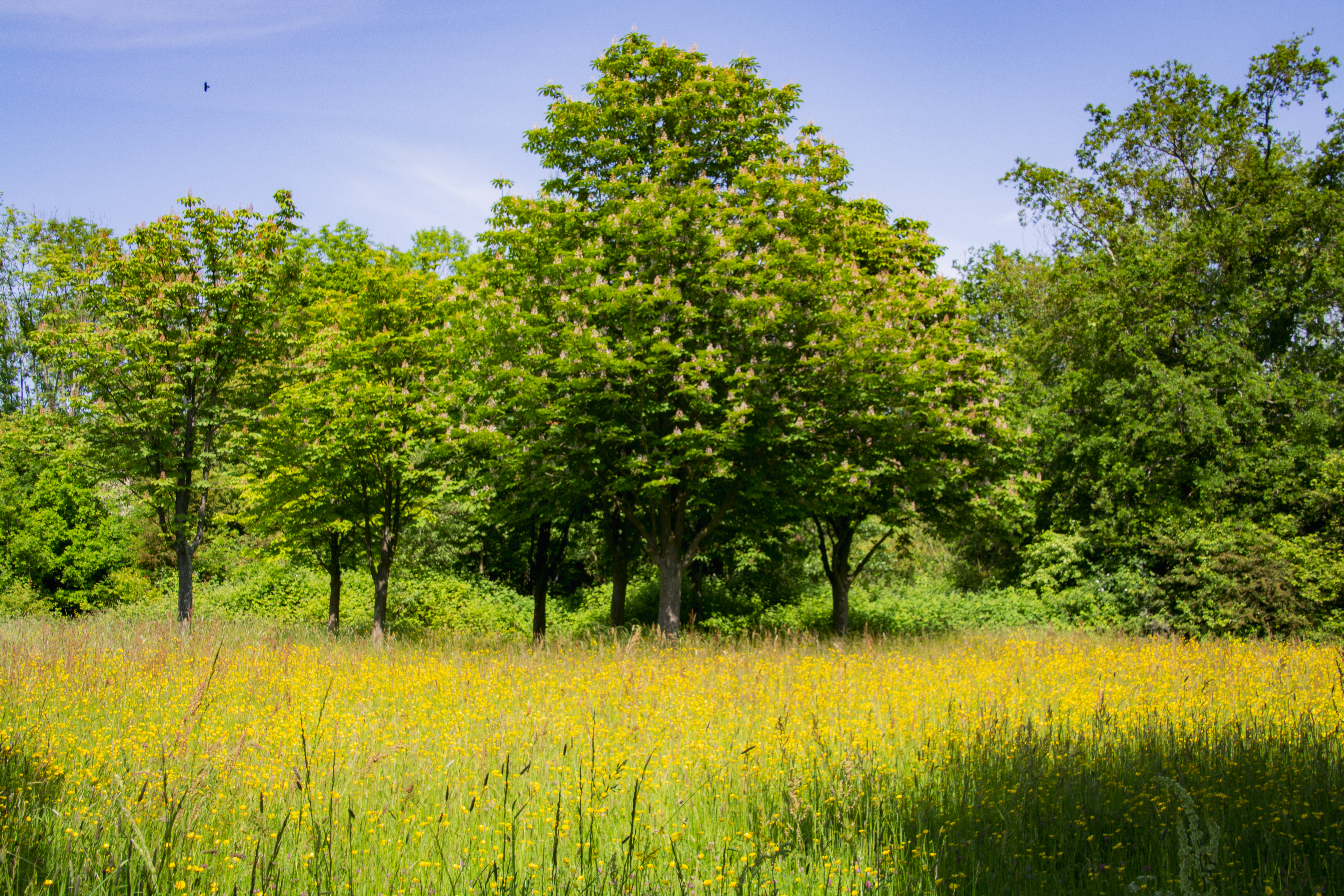 Buttercup Paradise