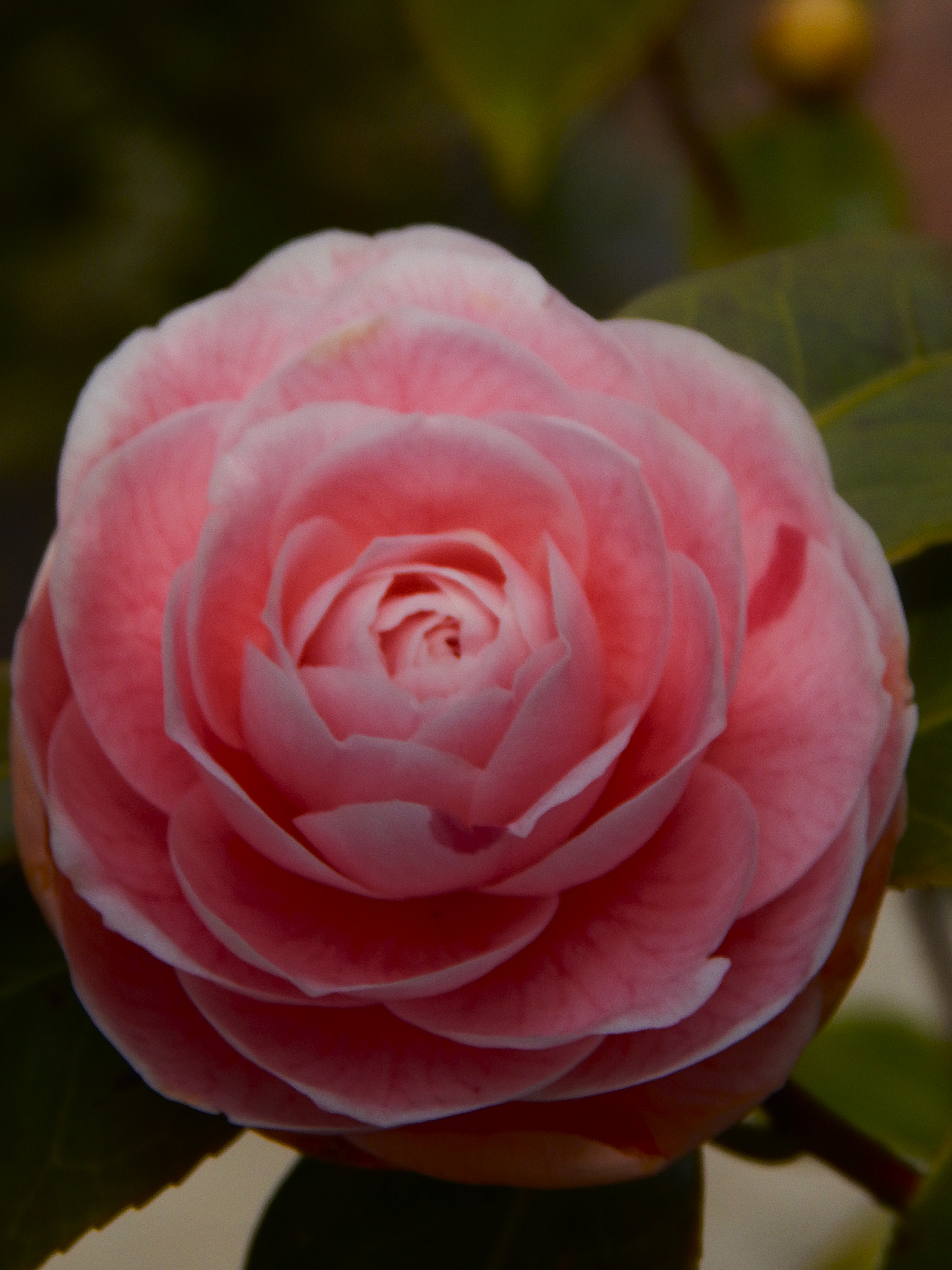 Specimen n°3 _ Camellia