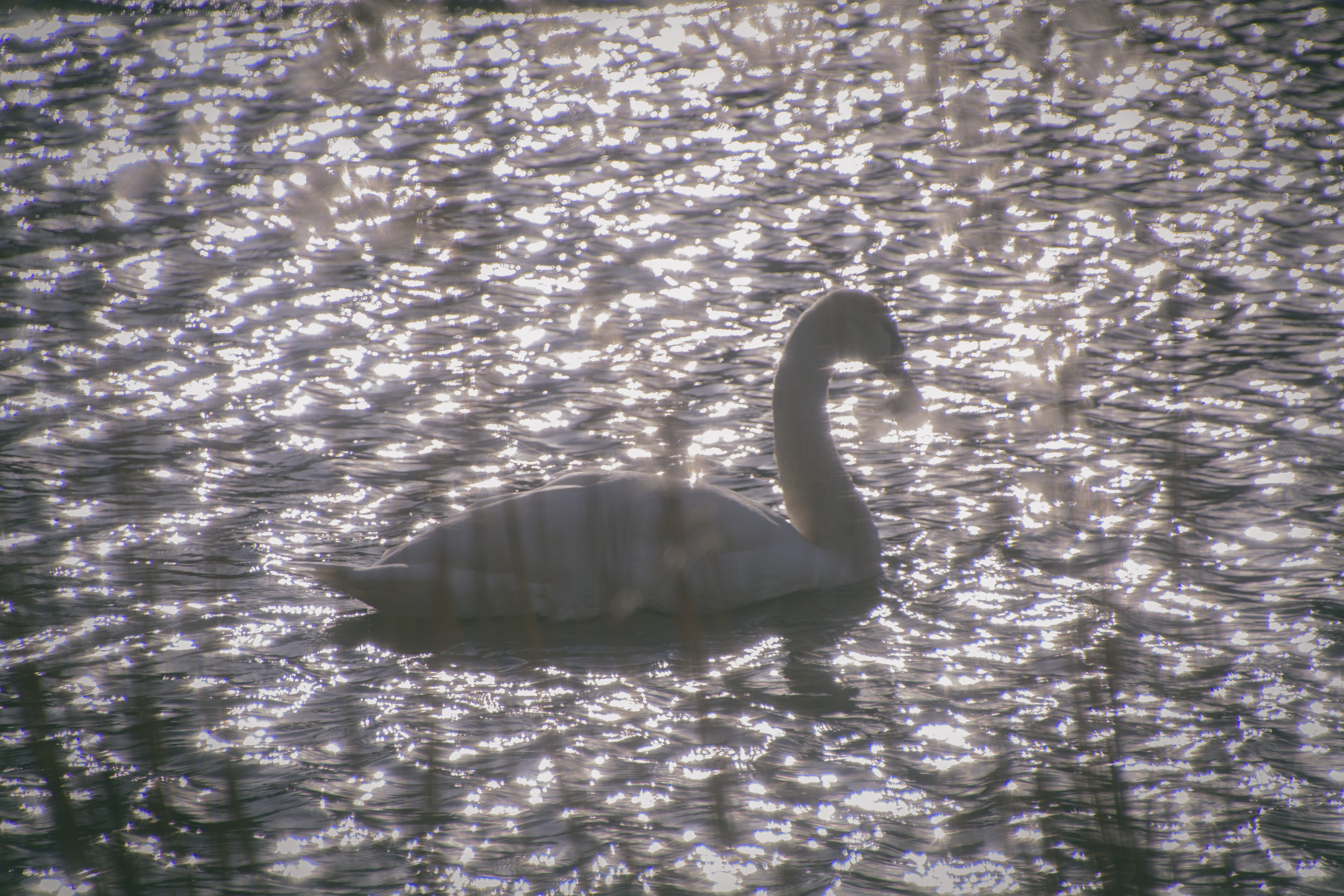 Swan in the Sunlight