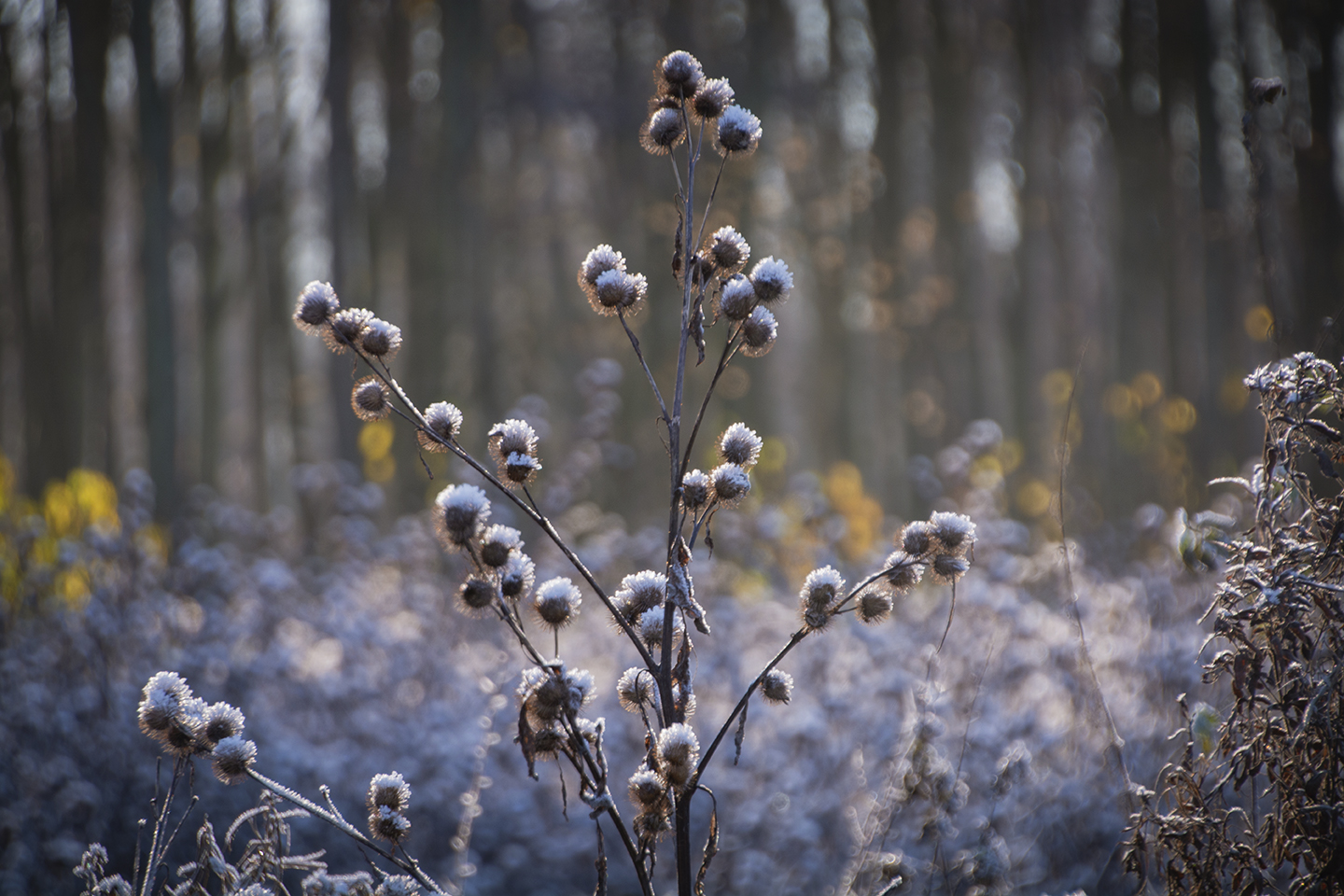 Winter Bokeh