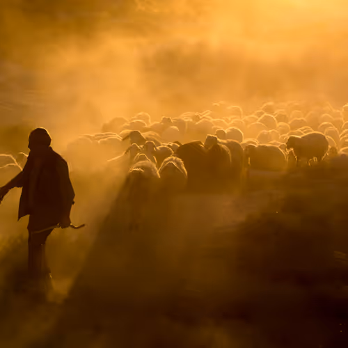 Sheepherd