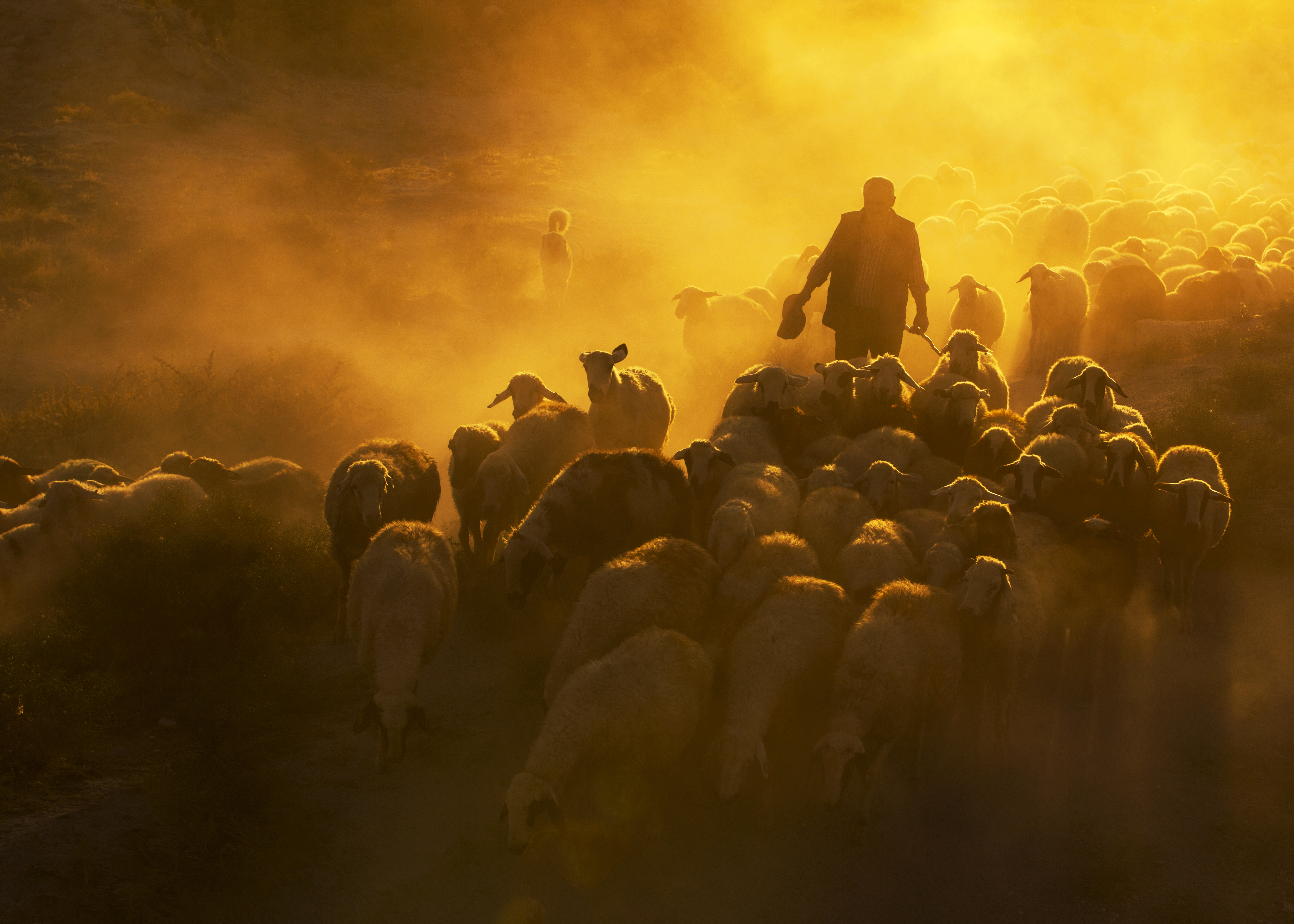 sheep herd