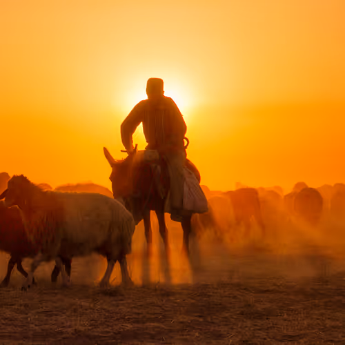 Sheep and shepherd