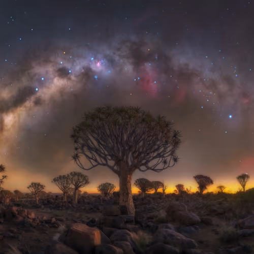 Night Reverie