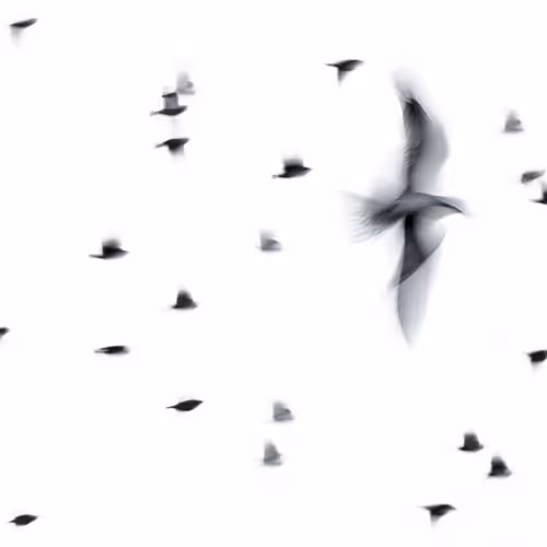 Philharmonic motion