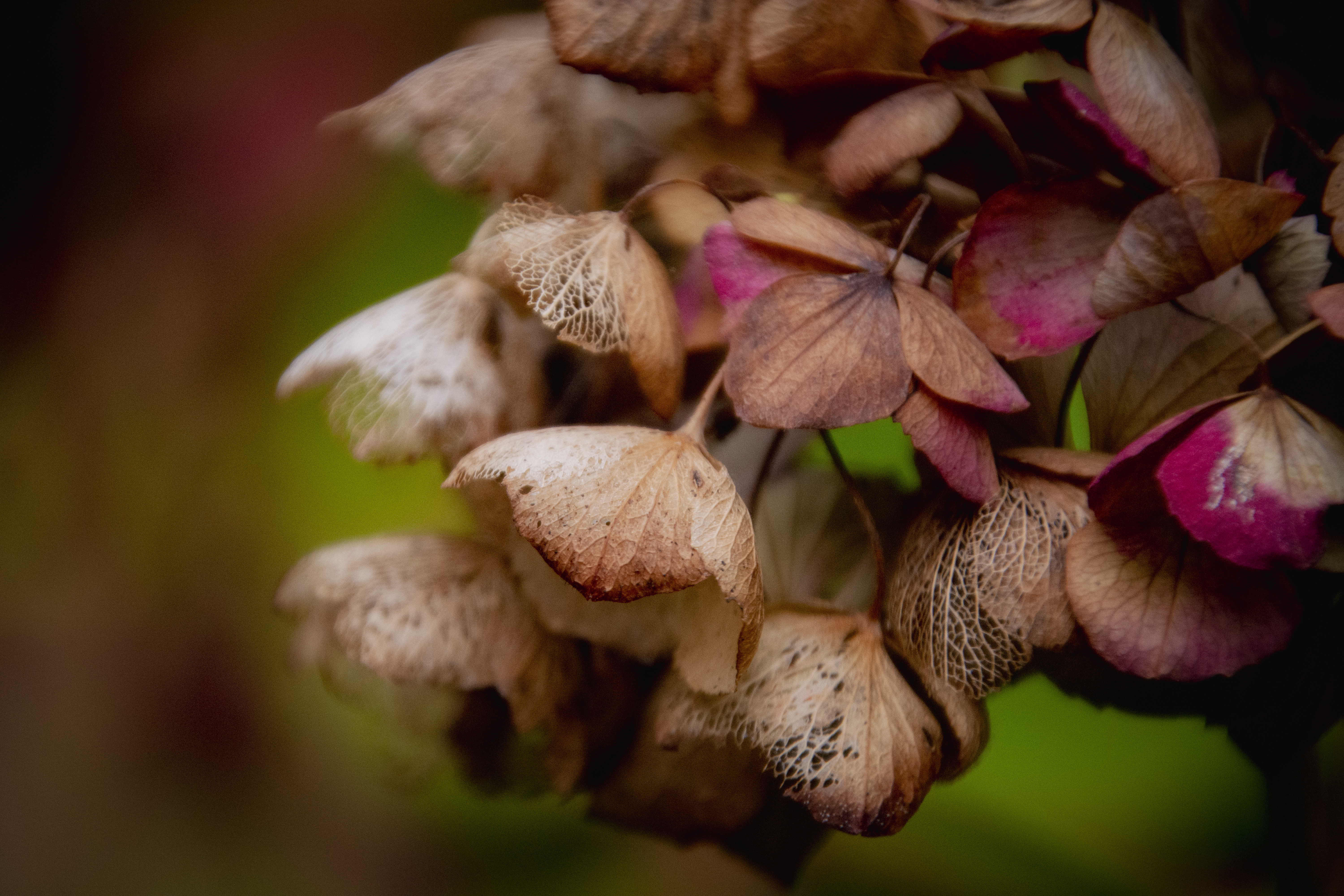 Hydrangea in the garden