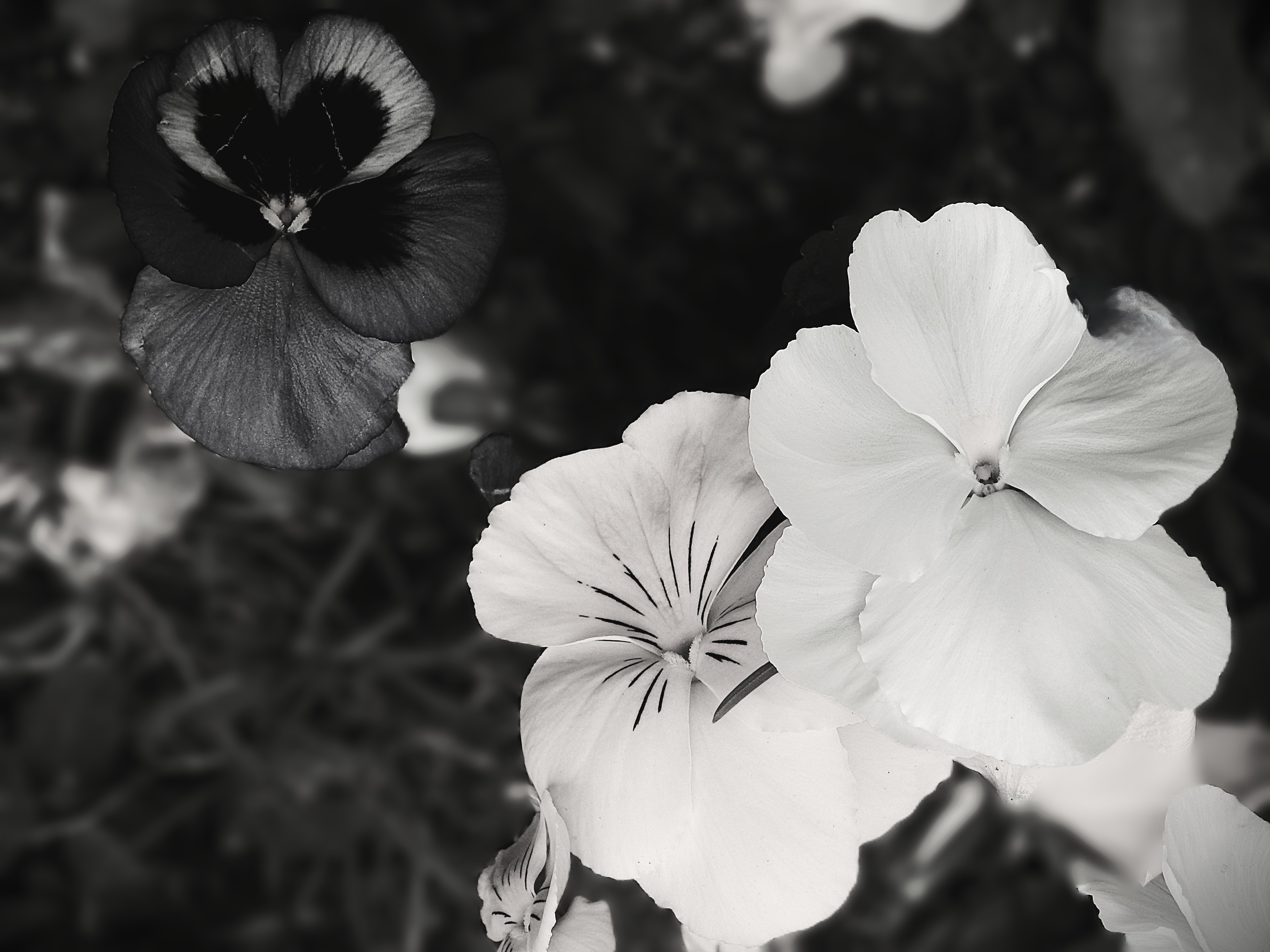 Dark Heart, White Embrace