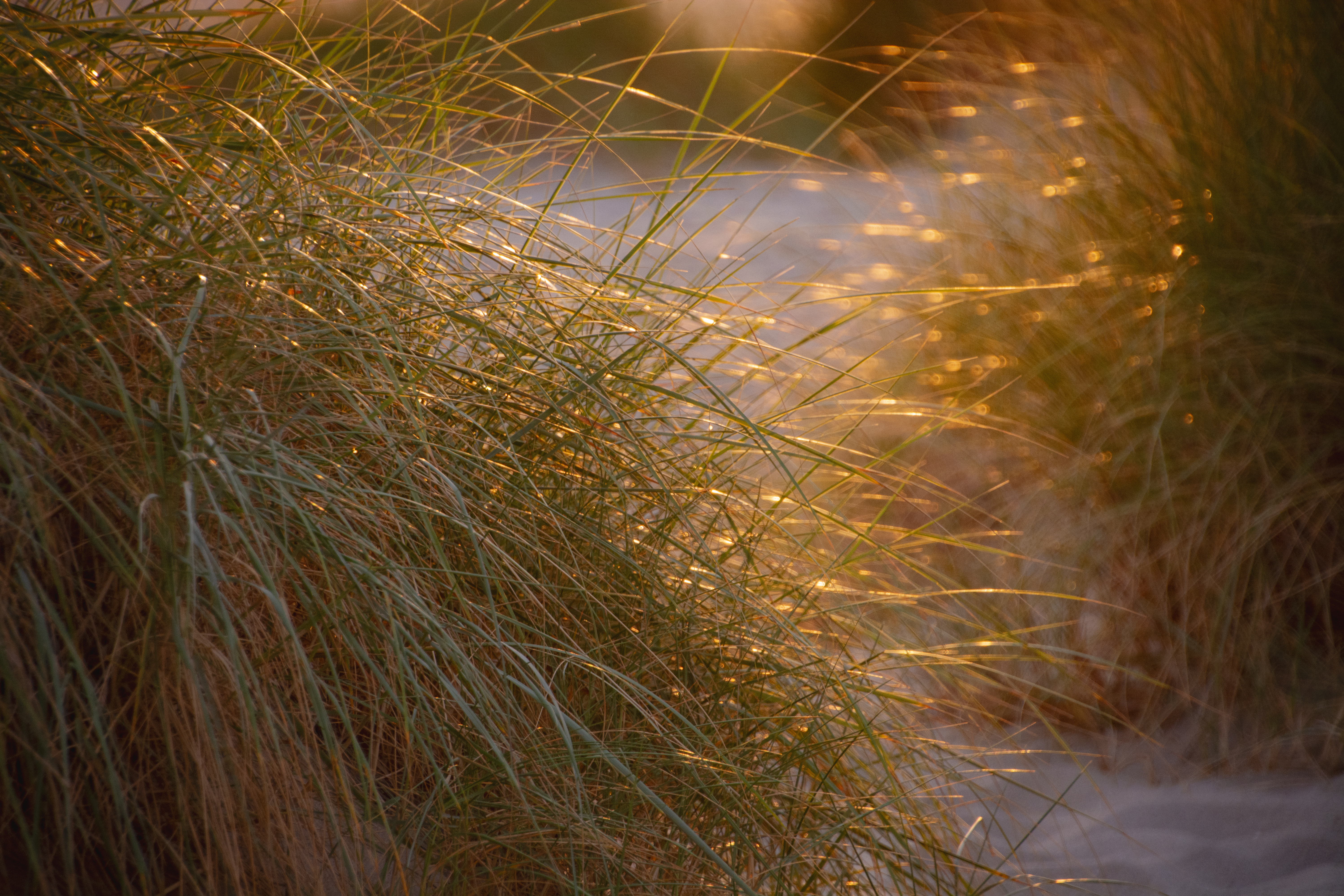 Golden Light